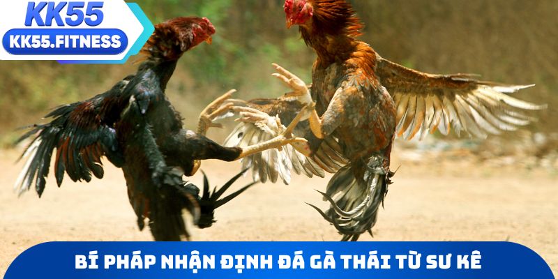 Bí pháp nhận định đá gà Thái từ những sư kê giàu kinh nghiệm