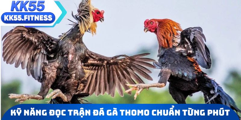 Kỹ năng đọc trận đá gà Thomo chuẩn xác từng phút