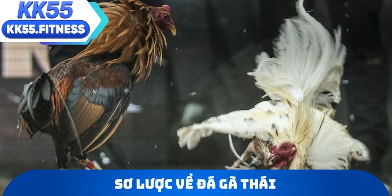 Sơ lược về đá gà Thái