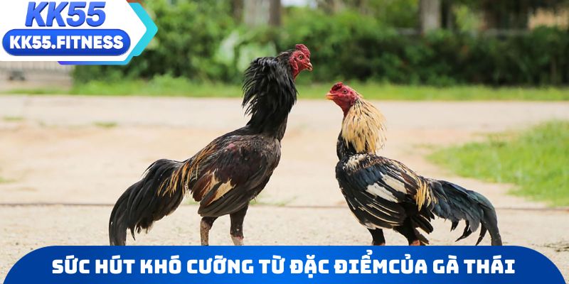 Sức hút khó cưỡng từ những đặc điểm riêng biệt của gà Thái