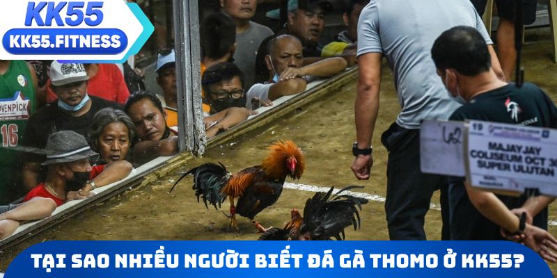 Tại sao nhiều người biết đến đá gà Thomo ở KK55?