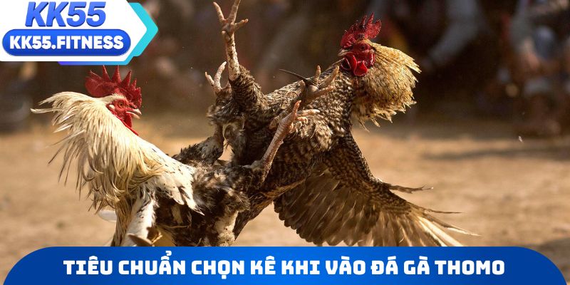 Tiêu chuẩn chọn chiến kê trước khi vào đá gà Thomo
